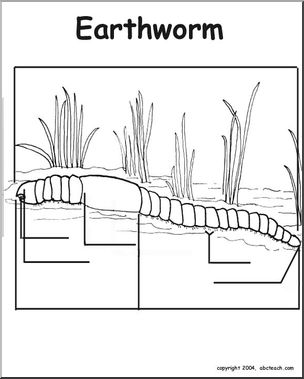 Animal Diagrams:  Earthworm (unlabeled parts)