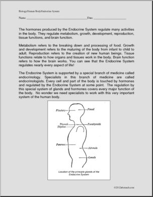 Comprehension: The Endocrine System-How Our Body Works (elem)