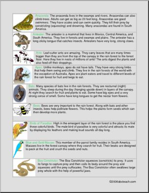 Fact Cards: Rain Forest Animals (elem/upper elem)