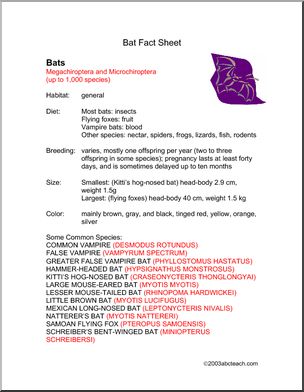 Fact Sheet: Bats