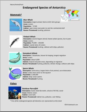Fact Sheet: Endangered Species of Antarctica (elem/upper elem/middle)