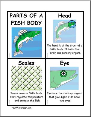Fact Cards: Body Parts – Fish