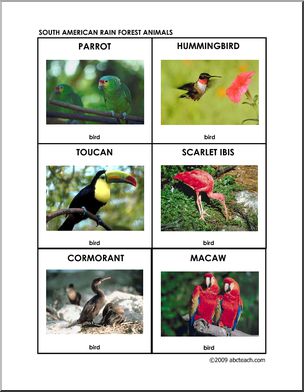 Flashcards: Rain Forest Birds