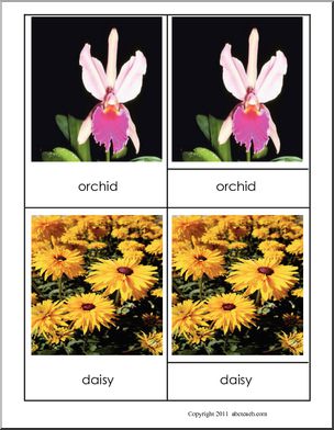 Photo Cards: Flowers: Three-Part Matching (color)