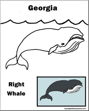 Georgia: State Animal – Right Whale – Abcteach