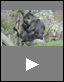 Western Lowlands Gorilla (Science Video)