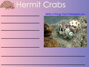 Interactive: Notebook:Brainstorm Notes–Hermit Crab