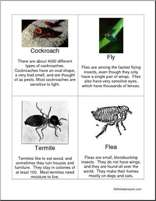 Fact Cards: Insects