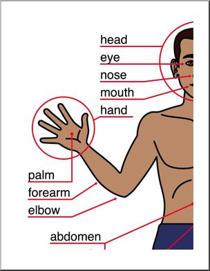 Large Poster: Human Body, front view (ESL) – Abcteach