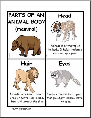 Fact Cards: Body Parts – Animals/Mammals – Abcteach