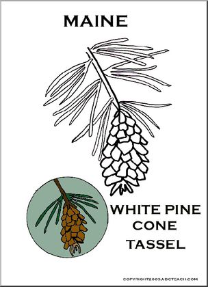 Maine: State Flower – White Pine Cone and Tassel – Abcteach