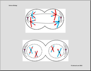 Science: Biology – Meiosis Figure (labeled/unlabeled)