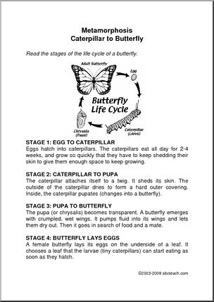 Worksheet: Metamorphosis – Caterpillar to Butterfly