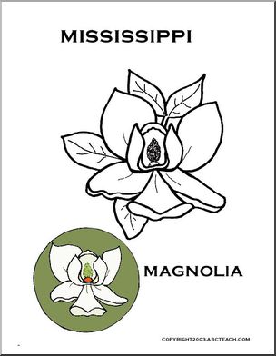 Mississippi State Flower: Magnolia – Abcteach