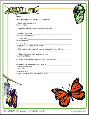 Border Paper: Butterfly