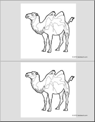 Nomenclature Cards: Camel (2) (b/w)