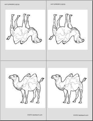 Nomenclature Cards: Camel (4) (b/w) (foldable)