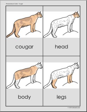 Nomenclature Cards: Cougar – Three Part Matching (color)