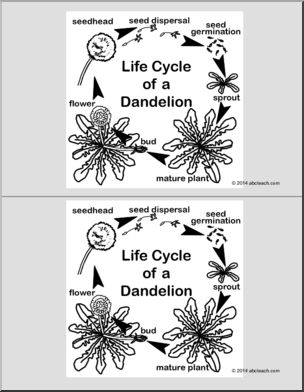 Nomenclature Cards: Life Cycle of a Dandelion (2) (b/w)