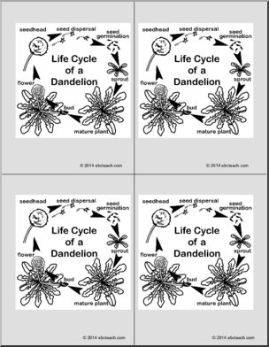 Nomenclature Cards: Life Cycle of a Dandelion (4) (b/w)
