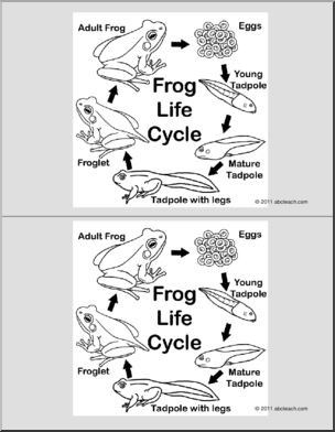 Nomenclature Cards: Life Cycle of the Frog (2) (b/w)