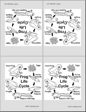 Nomenclature Cards: Life Cycle of the Frog (4) (foldable) (b/w)