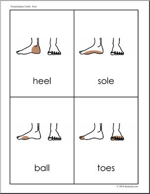 Nomenclature Cards: Human Body; Foot (2) (b/w)