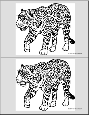Nomenclature Cards: Jaguar (2) (b/w)