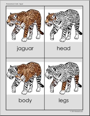 Nomenclature Cards: Jaguar – Three Part Matching (color)