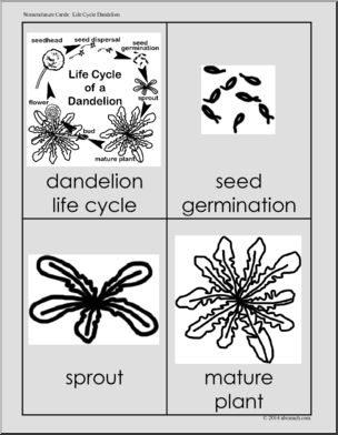 Nomenclature Cards: Life Cycle of a Dandelion; Three Part Matching (b/w)