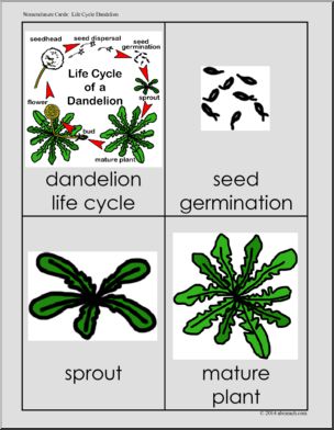 Nomenclature Cards: Life Cycle of a Dandelion; Three Part Matching (color)