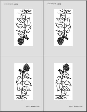 Nomenclature Cards: Sunflower (4 b/w) (foldable)