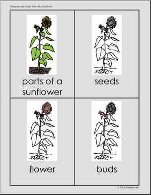 Nomenclature Cards: Sunflower; Three Part Matching (color)