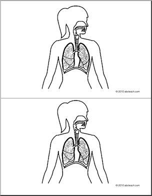 Nomenclature Cards: Human Anatomy Respiratory System (b/w) (2)