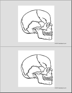 Nomenclature Cards: Human Skull (2) (b/w)