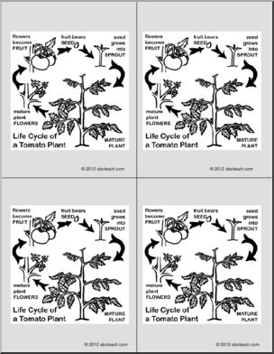 Nomenclature Cards: Tomato Life-Cycle (4)