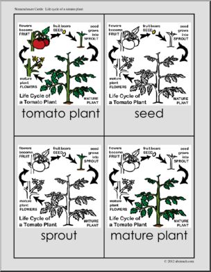 Nomenclature Cards: Tomato Life-CycleThree-Part Matching (color)