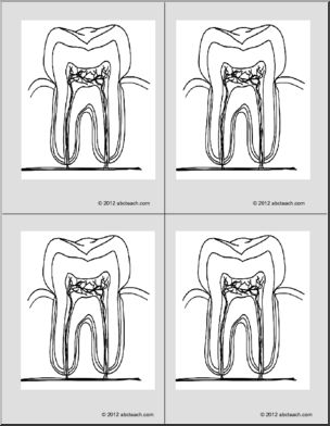 Nomenclature Cards: Tooth (4) (b/w)