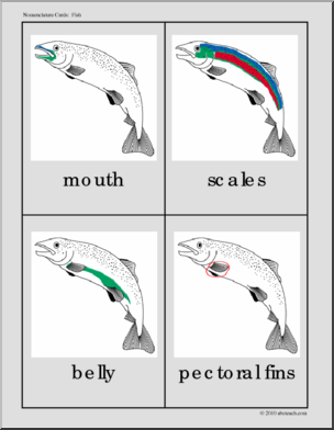 Nomenclature Cards: Fish