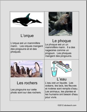 French: Cartes de vocabulaire: Pingouin