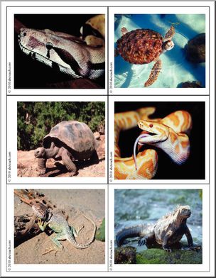 Science: Photo Cards: Reptile/Amphibian (color)