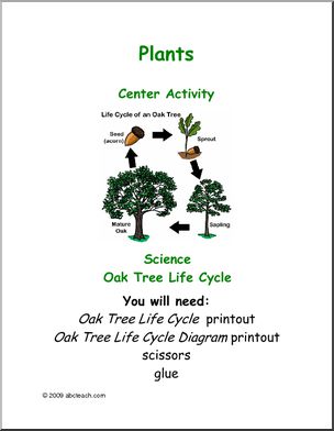 Learning Center: Plants – Oak Tree Life Cycle (elem)