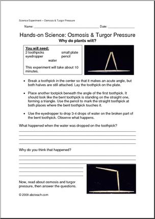 Experiment: Plants – Turgor Pressure (elem/upper elem)