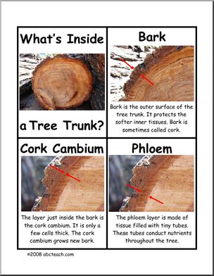 Fact Cards: Parts of a Tree Trunk