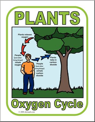 Poster: Plants & the Oxygen Cycle (color) – Abcteach