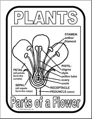 Poster: Parts of a Plant – Flower (b/w)