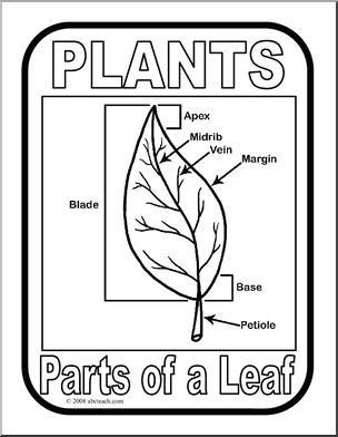 Poster: Parts of a Plant – Leaf (b/w)