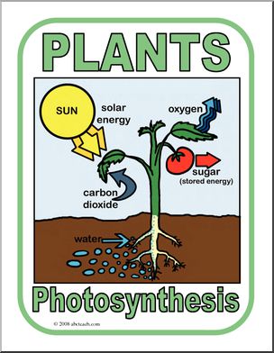 Poster: Photosynthesis (color)