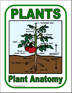 Poster: Plant Anatomy (color)