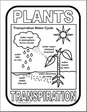 Poster: Plant Transpiration (b/w)